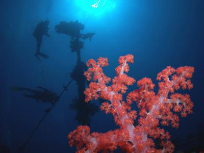 Coral on Wreck at John's Tunnel