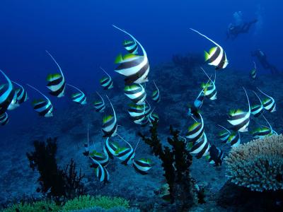 Banner Fish