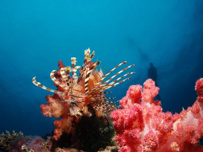 DSC_0053 lionfish on soft coral 11 x 8 copy.jpg