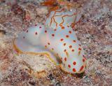 Nudibranch on Wreck