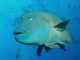 Maori Wrasse