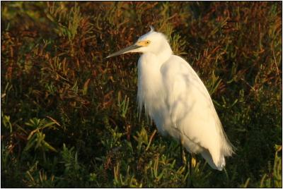 100-400mm Birds