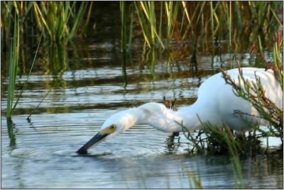 Snowy Egret