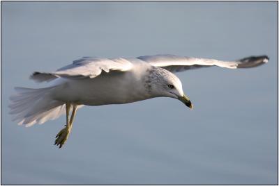 Ring-billed Gull