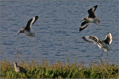 Willet