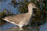 Willet