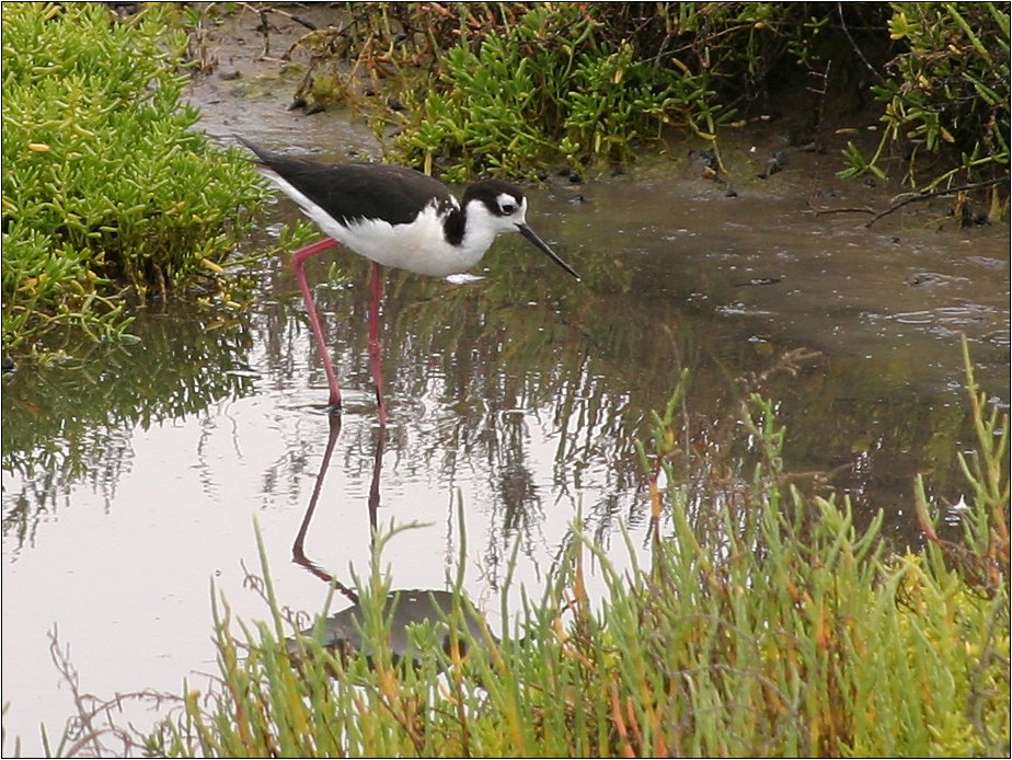 Black-necked Stilt