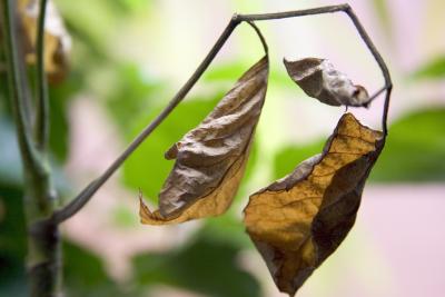 Leaf Untouched - Raw To JPeg