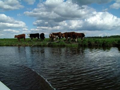 004 some cattle along the way.jpg