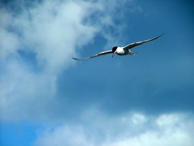 011 the common tern is coming nearer.jpg