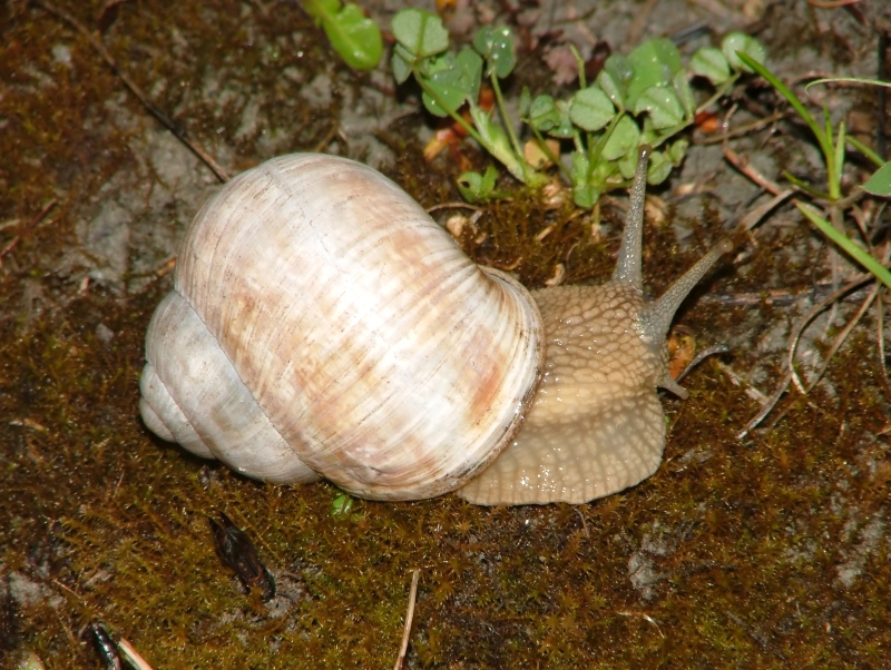 027 and a shell.jpg