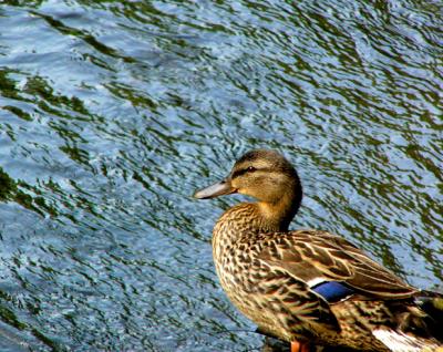u46/anayv/medium/29450288.efemaleduckposewaterpsfz10P1000805.jpg