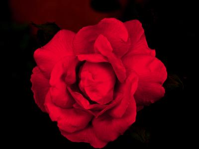 u46/anayv/medium/29453974.eArtisticRose1PSfz10P1000692.jpg