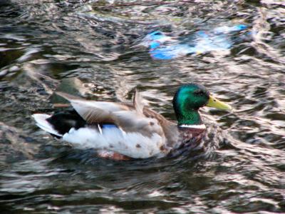 u46/anayv/medium/29977727.eTheinvisibleDuckreturn.jpg