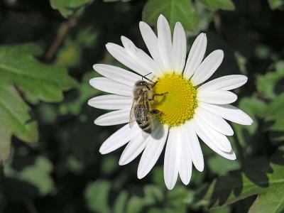 Marguerite w bee