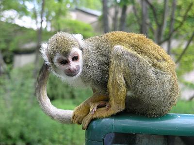Capuchin