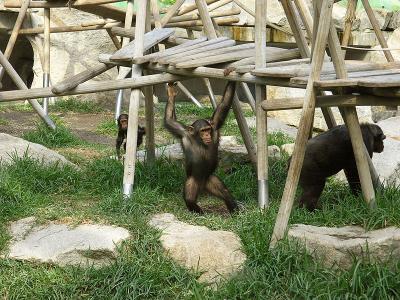 Chimpanzee