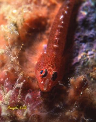 Goby banded reef