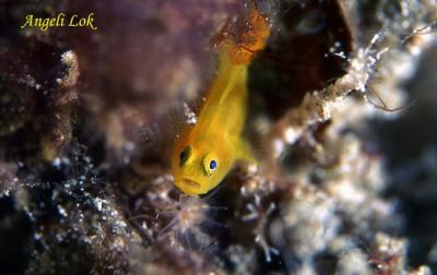 Yellow coral goby