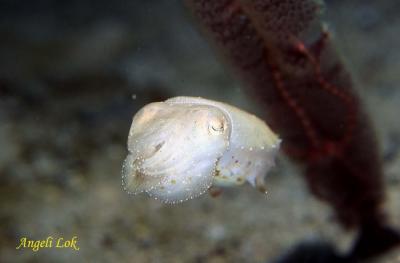 Cuttlefish baby