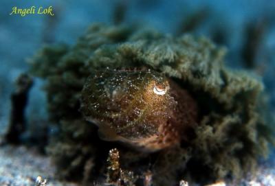 Cuttlefish Juv