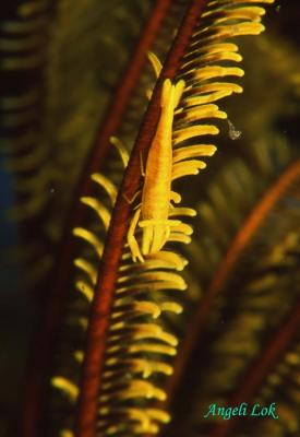 Crinoid shrimp yellow