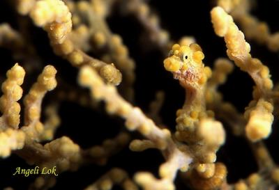 u46/angelilok/medium/29682539.PygmySeahorseYl7.jpg