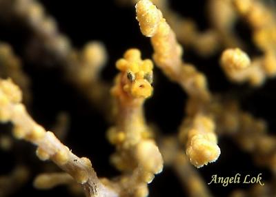 u46/angelilok/medium/29682542.PygmySeahorseYl10.jpg