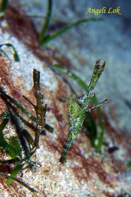u46/angelilok/medium/29682550.RobustGreen1.jpg