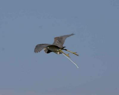 Heron in Flight and More