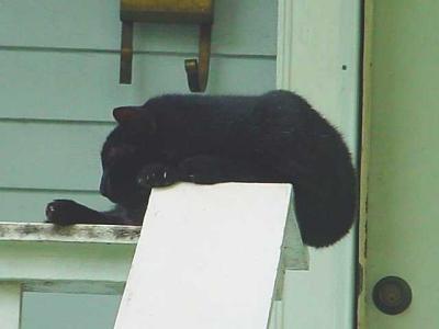 CatNapHandrail.jpg