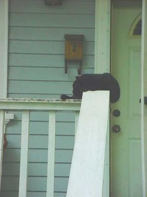 CatNapHandrail1.jpg