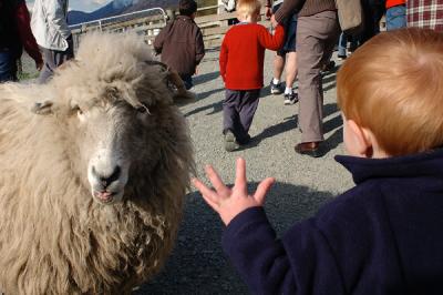 Standoff with a sheep