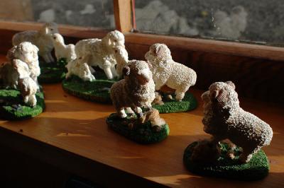 Everywhere there are sheep