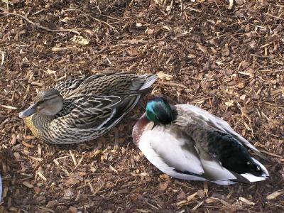 Male and female mallard ducks