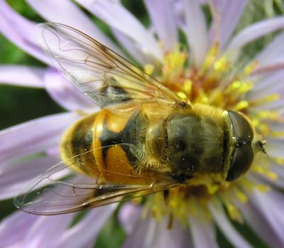 Hoverfly - detail