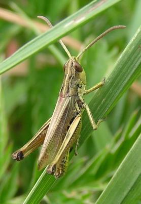 Grasshopper - detail
