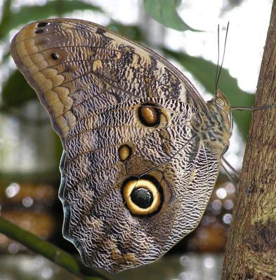 Butterfly in Wales (Butterfly Centre)