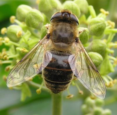 Bee in Wales - detail