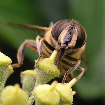 Bee in Wales - detail