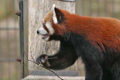 Horny Lesser Panda