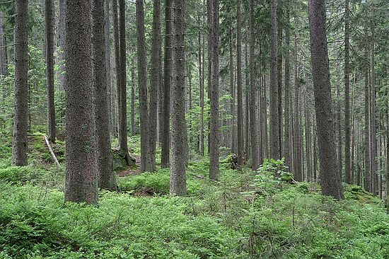 Czech wood