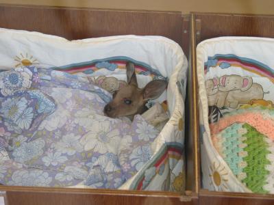 Western Plains Zoo