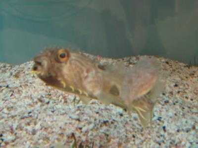 Mote Marine Lab