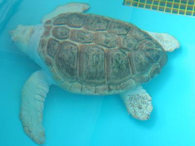 Mote Marine Lab