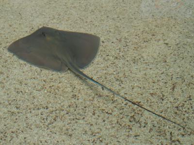 Florida Aquarium