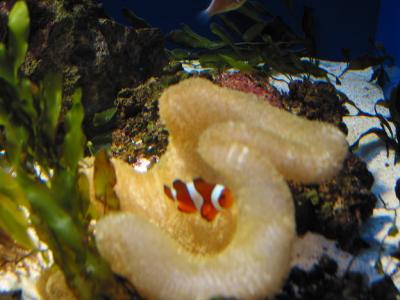 Florida Aquarium