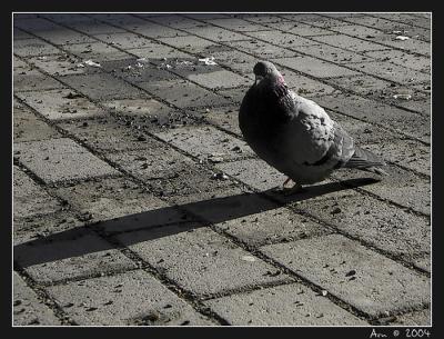 Pigeon onna winter morning