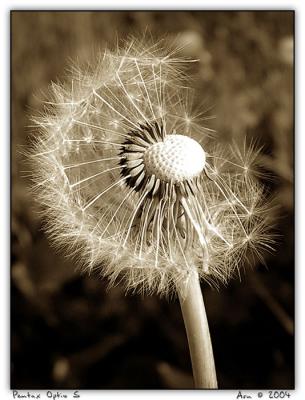 another blasted dandelion
