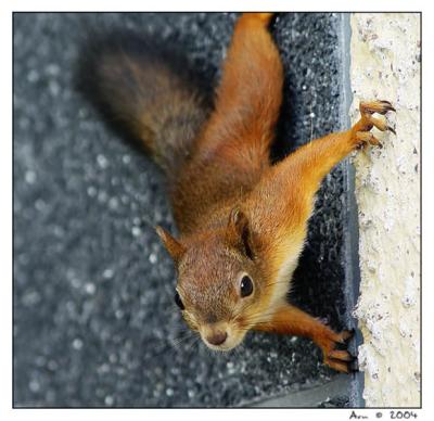 squirrel on a wall